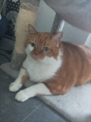 Oggy
