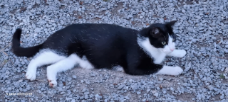 Felix