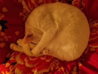 Photo de Lili