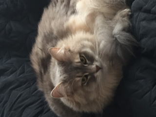 Lila