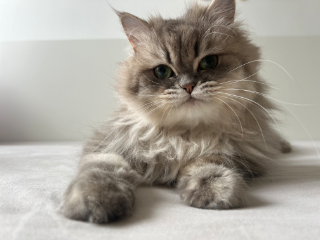 Tina