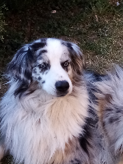 Photo de Lyska