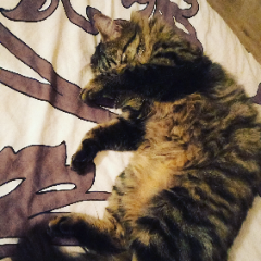 Rosie