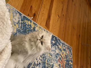 Photo de Ivy