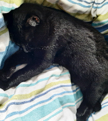 Oliver