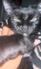 Bagheera