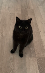 Schwarz