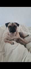 Arthur