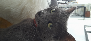 Photo de kira