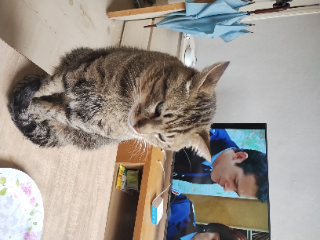 Photo de Kiwi