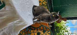 Photo de Georges Mimi ...