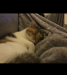 Kaya