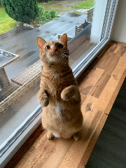 Nala