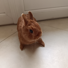 Photo de MILO