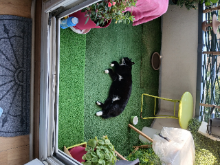 Photo de Pussy