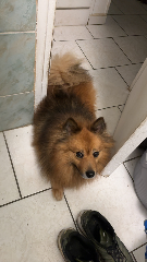 Photo de Scamp