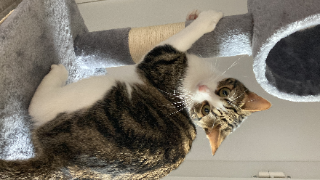 Minou