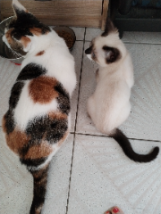 Nata