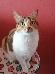 Photo de LADY