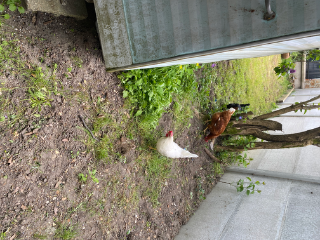 Poules