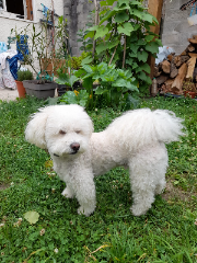 Photo de Lucky
