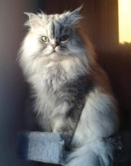 Doudou
