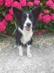 Myrtille