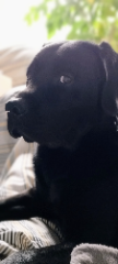 Skoll