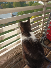 Mimi
