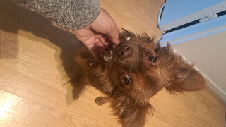 Photo de Yoda