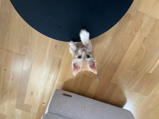 Photo de Ziggy
