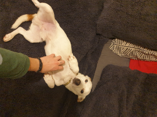 Otibi