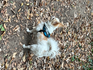 Photo de Polo junior