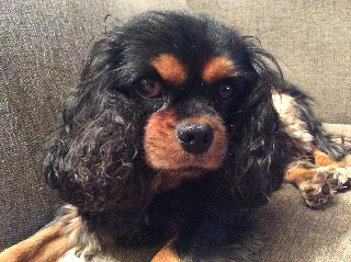 Photo de Pipa