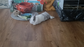 Photo de Poupoulette