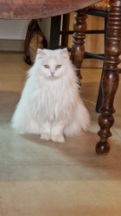 Photo de Ti snow