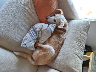 Photo de Miko