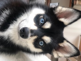 VOYOU