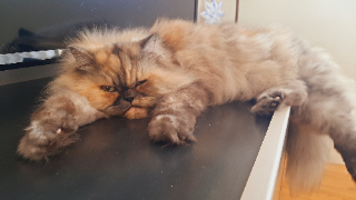 Photo de Doudou