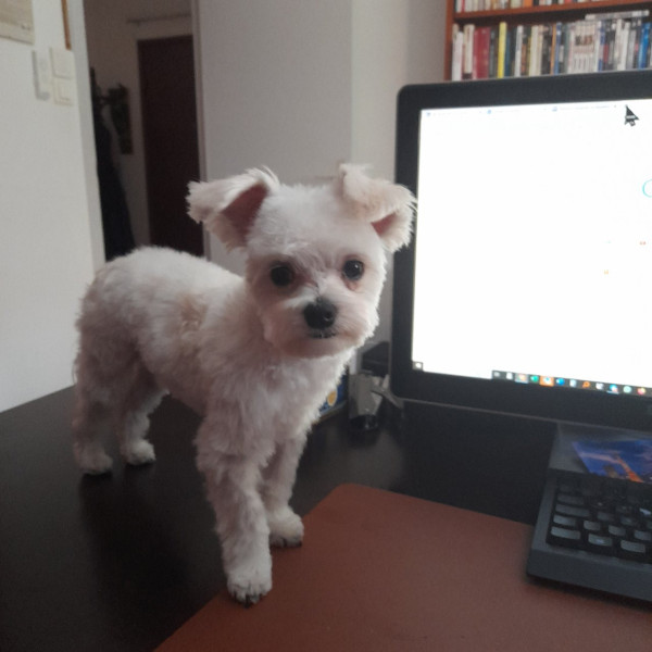 Photo de TYREX