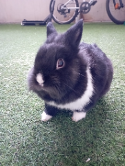 Photo de Bunny