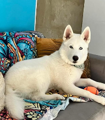 Photo de Thor