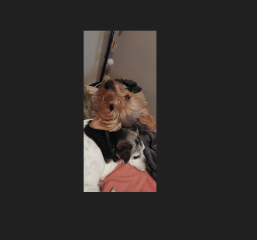 Pepito