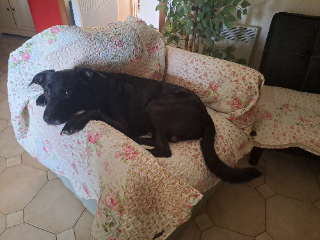 Hercule