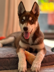 MOKI
