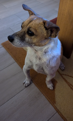 Milo