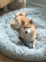 Indie