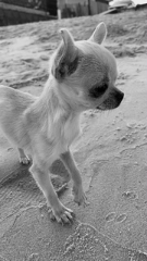 Romy