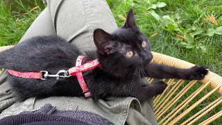 Photo de Chouquette