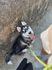 Tuko